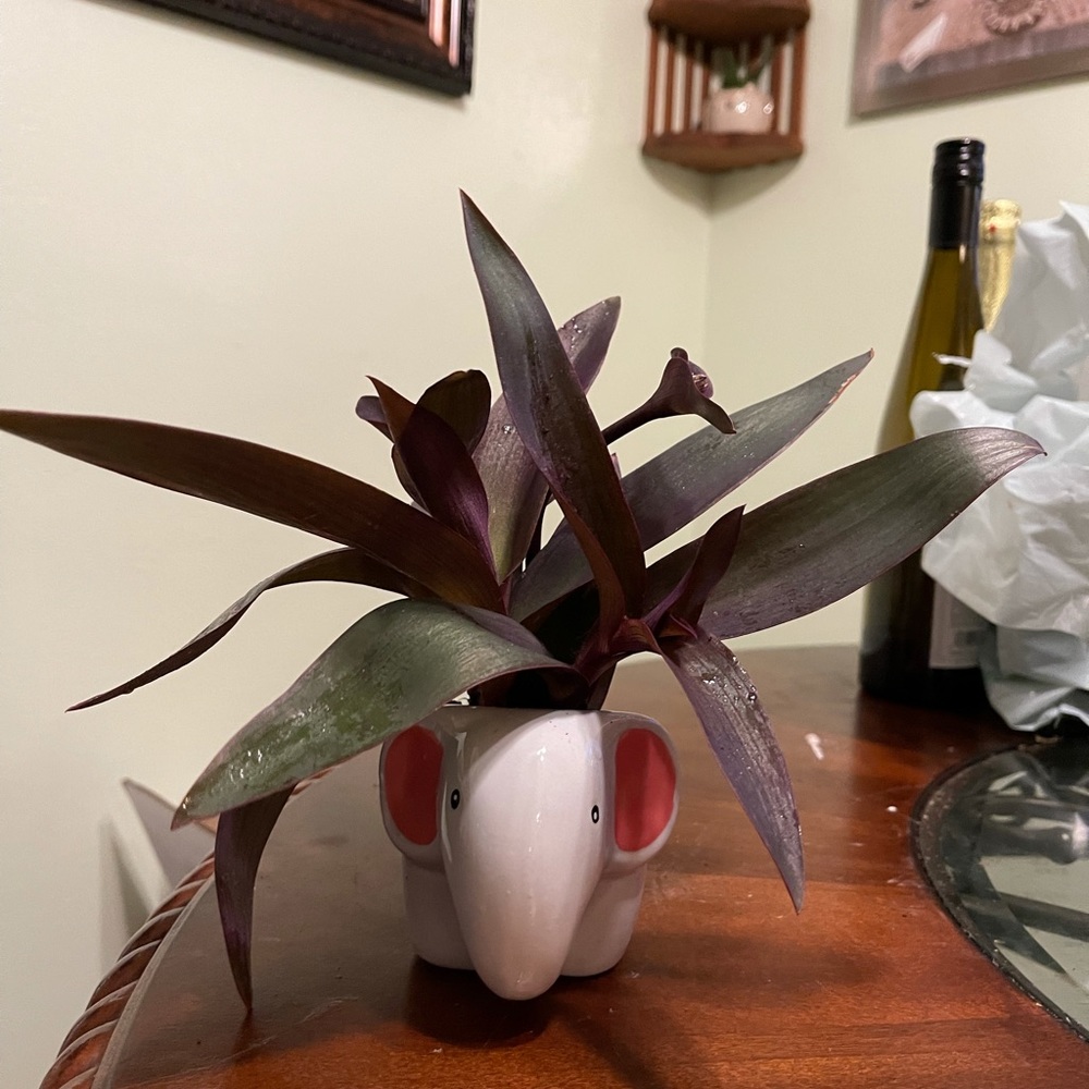 Live plants included in Elephant animal planter pot $8